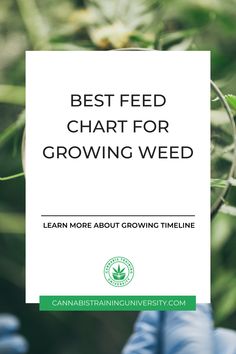 Feed your plants with the right nutrients at the right time. Check out our best feeding chart for growing weed to make sure you are on track. Bean Growing, Plant Bud, Growing Greens, Grow Room, Natural Fertilizer, Plant Nutrients, Growing Seeds, Growing Indoors