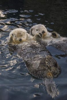 three baby sea otters are swimming in the water with their mouths open and eyes closed