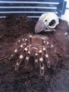 a bird is sitting in the dirt next to a skull