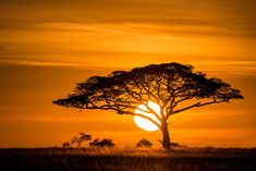 the sun is setting behind a tree in an open field with tall grass and trees