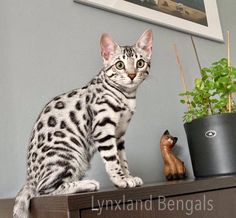 a cat sitting on top of a dresser next to a potted plant