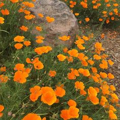 orange flowers growing next to a large rock