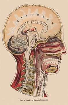 an old book with the head and neck labeled in different sections, including the cerebratorys