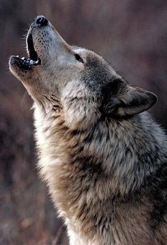 a wolf is looking up at the sky