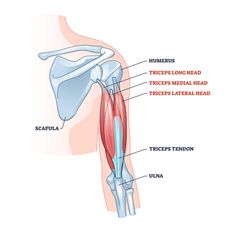 the muscles are labeled in this diagram, and there is also an image of what they look like