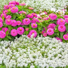 many pink and white flowers are in the grass