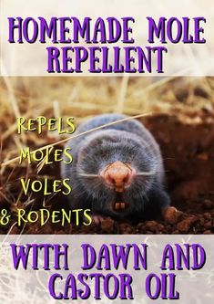 an animal that is laying down in the dirt with text reading homemade molee repellent