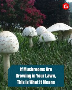 mushrooms are growing in your lawn, this is what it means for you to grow