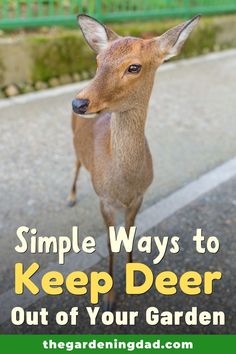 a deer standing on top of a road next to a green fence with the words, simple ways to keep deer out of your garden