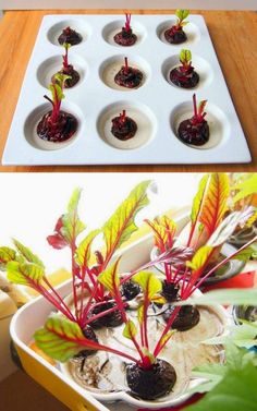 there are many plants in the trays on the table, and one is growing