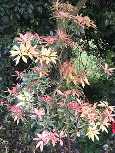 a small tree with red and yellow leaves in the middle of a park area next to some bushes