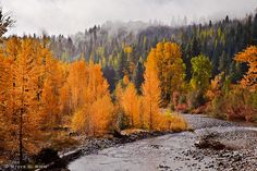 a river running through a forest filled with trees covered in fall foliage and foggy skies