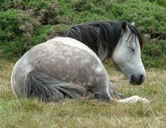 a white and black horse laying in the grass