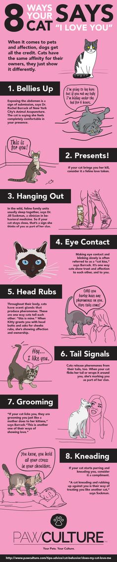 a pink poster with instructions on how to use the cat's tail and head