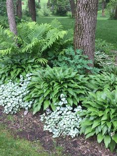 хостовый сад: 2 тыс изображений найдено в Яндекс Картинках Hostas And Ornamental Grasses, Woodland Rock Garden, Woodland Border Landscaping, Shady Woodland Garden, Hosta Border Ideas, Hosta Fern Garden, Fern And Hosta Gardens, Shady Border Plants Uk, Woodlands Landscaping