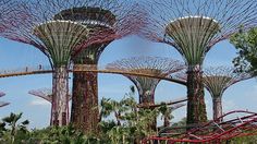 the giant trees in gardens by the bay are covered with red and white wire sculptures