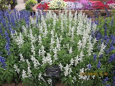 blue and white flowers in a garden with a sign that says, the name of the plant