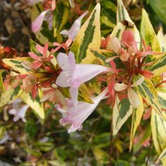 some pink and yellow flowers are blooming together