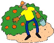 an image of a man picking oranges from a tree