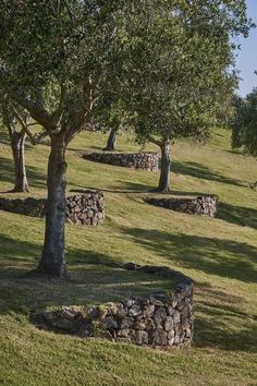 several trees in the middle of a grassy field with rocks and stones around them on a sunny day