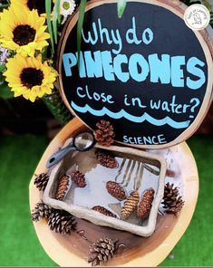 there is a sign that says why do pine cones close in water? and some flowers