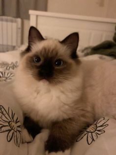 a siamese cat sitting on top of a bed