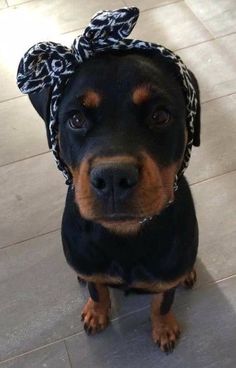 a black and brown dog wearing a bandana on top of it's head