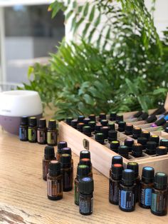 Design Airbnb, Essential Oil Hair Growth, Essential Oils For Colds, Doterra Business, Healing Essential Oils, Essential Oil Remedy, Essential Oils Guide, Wagga Wagga, Essential Oils Cleaning