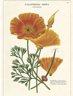 an illustration of three orange flowers with green stems