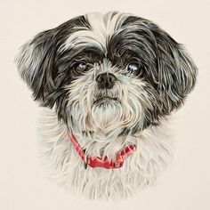 a drawing of a black and white dog with a red collar looking at the camera