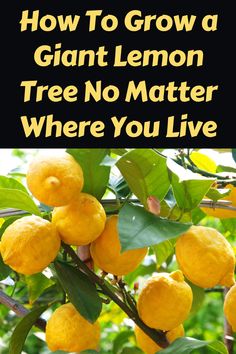 how to grow a giant lemon tree no matter where you live