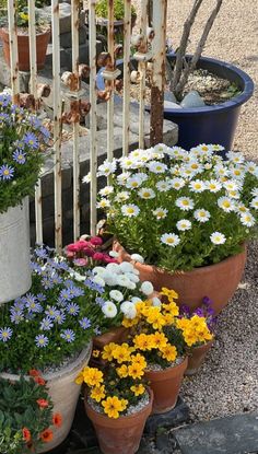 several potted flowers are sitting on the ground