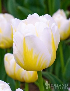 white and yellow tulips with green leaves in the background