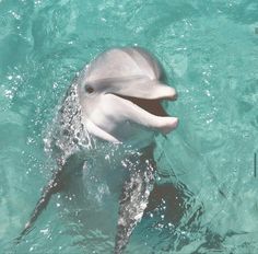 a dolphin swimming in the water with its mouth open