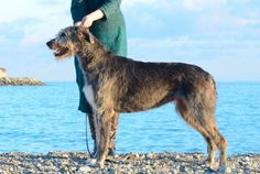 a dog standing on top of a rocky beach next to the ocean with its owner