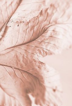 an image of a leaf that is in the air