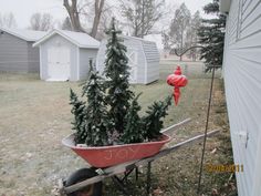 a red wheelbarrow filled with christmas trees in front of a house and fire hydrant