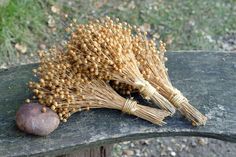 two stalks of dry grass sitting on top of a wooden bench next to a rock