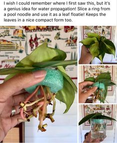 someone is holding up some plants to show them how they are growing in their house