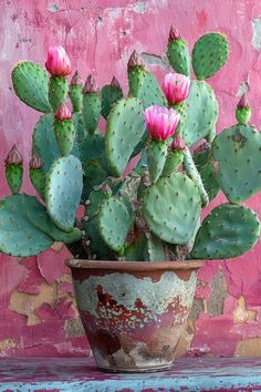 a potted plant with pink flowers sitting on a wooden table in front of a painted wall