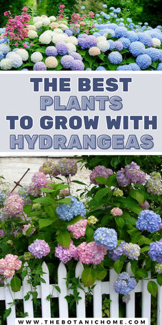 Image of hydrangeas growing in a garden. Text reads: the best plants to grow with hydrangeas. Hydrangea Landscaping Front Yards Curb Appeal, Plants That Go With Hydrangeas, Flower Beds With Hydrangeas, Incrediball Hydrangea Landscaping, Hydrangea Landscaping Front Yards, Plant With Hydrangeas, Hobbie Farm, Hydrangeas Landscaping, Landscaping With Hydrangeas