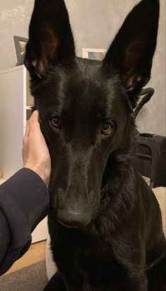 a black dog is being petted by a person's hand on the floor