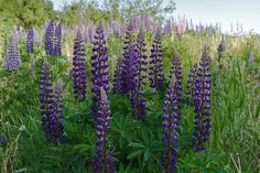 purple flowers in the middle of a field