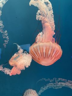 two jellyfish swimming in the water together