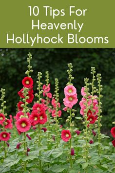 pink flowers with green leaves and the words 10 tips for heavenly hollyhock blooms