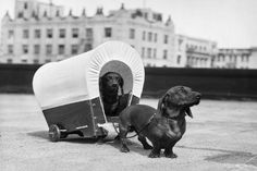 black and white photograph of two dogs in front of a tent with wheels on the ground