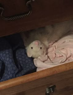 an animal that is laying down in a drawer