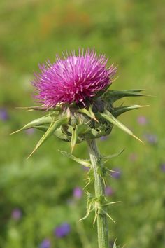 Pink flower
Milk thistle flower
Spiky flower
Round flower Wire Bouquet, Tree Project, Curiosity Cabinet, Organic Lifestyle, Thistle Flower, Love Background Images, Milk Thistle, Warrior Cats, Cool Plants