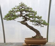 a bonsai tree sitting on top of a wooden table