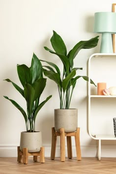 two potted plants sitting on wooden stools in front of a white wall and shelf